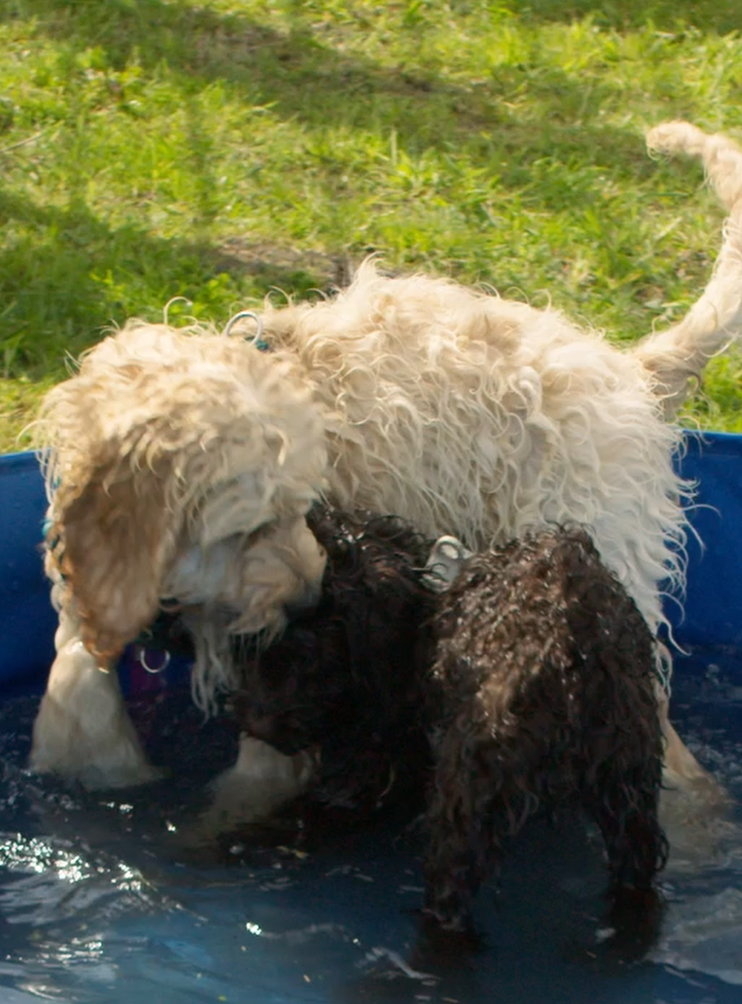 Hundeschule Kuneco